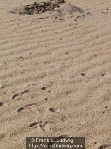 Bird Feet